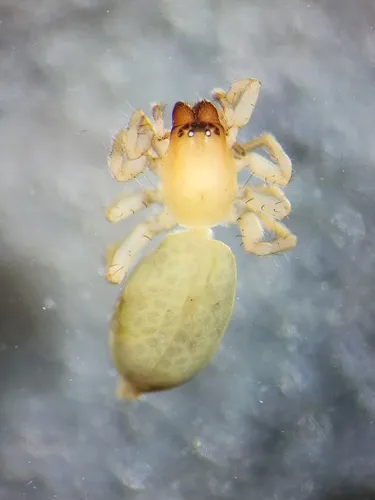 Clubiona mutata