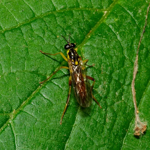 Xylomya simillima