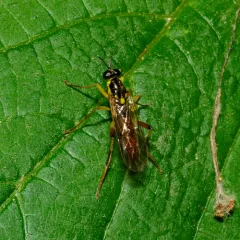 Xylomya simillima thumbnail 1