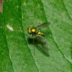 Condylostylus comatus thumbnail 2