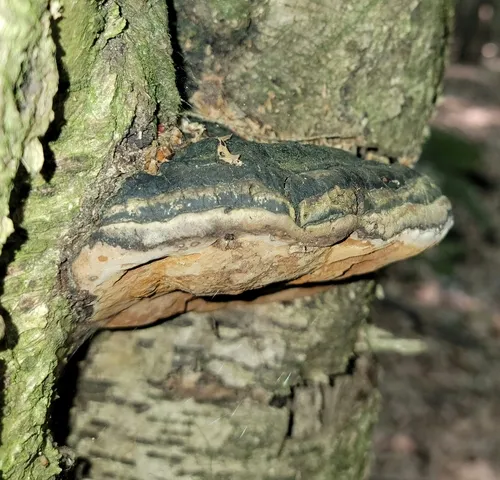 Phellinus populicola