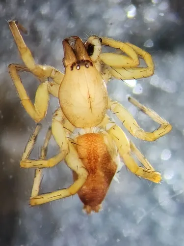 Clubiona bryantae