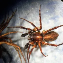 Pardosa fuscula thumbnail 1