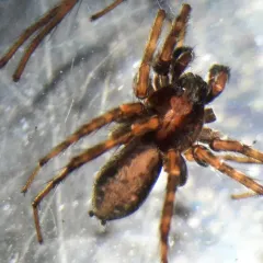 Mackenzie's Thin-legged Wolf Spider thumbnail 1