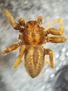 Five-striped Spider thumbnail 3
