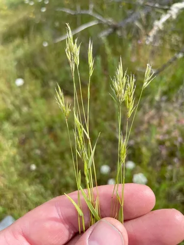 small sweet vernal grass