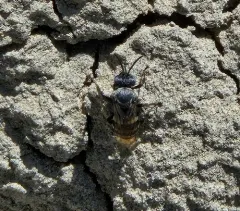 Dakota Cuckoo Nomad Bee thumbnail 2