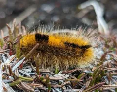 Arctic Woolly Bear Moth thumbnail 3