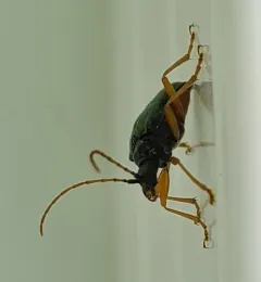 Pseudogaurotina abdominalis thumbnail 4