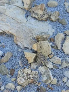 Sacken's Antlion thumbnail 2