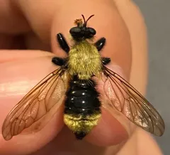 Black-waisted Laphria thumbnail 2