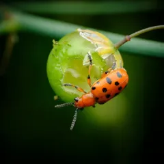 Spotted Asparagus Beetle thumbnail 4