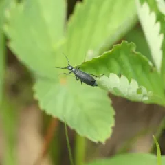 Ashgray blister beetle thumbnail 2