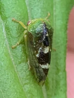 Cyrtolobus dixianus thumbnail 2