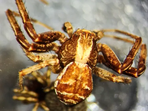 Xysticus obscurus