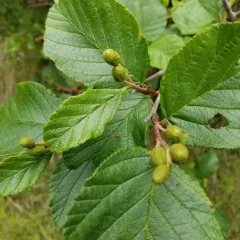 smooth alder thumbnail 2