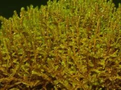 Intermediate Hook-moss thumbnail 2