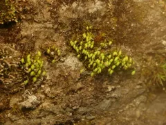 Elongate copper moss thumbnail 2