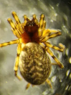 Thick-hooked Comb-tailed Spider thumbnail 2