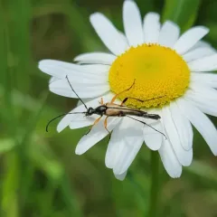 Slender Flower Longhorn Beetle thumbnail 3
