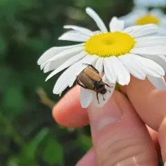 Sand Chafer thumbnail 4