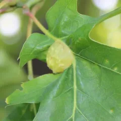 Succulent Oak Gall Wasp thumbnail 1