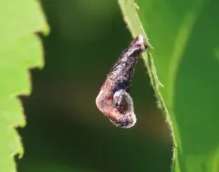 Coleophora tiliaefoliella thumbnail 4