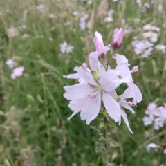 Meadow Checker-mallow thumbnail 4