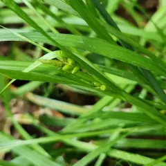 Inflated Narrow-leaved Sedge thumbnail 4