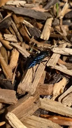 Megaplectes monticola thumbnail 3
