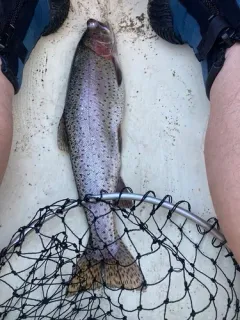 Lahontan Cutthroat Trout thumbnail 2