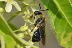 Stratiomys adelpha thumbnail 2