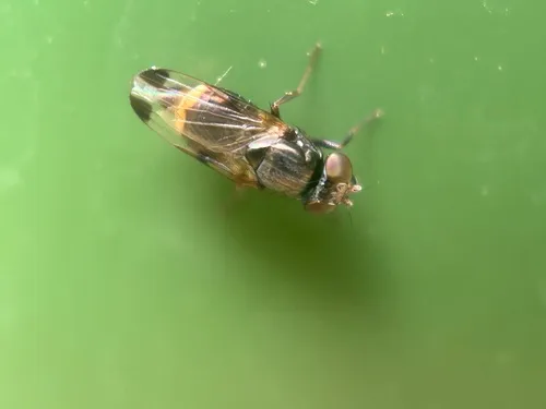 Spotted Root Maggot