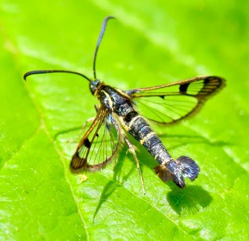 Currant Clearwing Moth