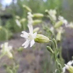 Douglas' Catchfly thumbnail 1