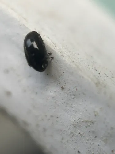 Calymmaderus nitidus