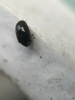 Calymmaderus nitidus thumbnail 1