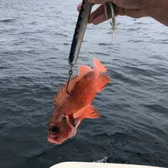 Acadian Redfish thumbnail 4