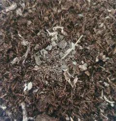 Ant Woodlouse thumbnail 3