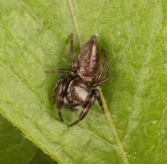 Eris floridana thumbnail 3