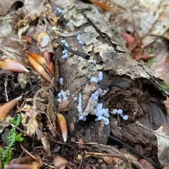 Chromelosporiopsis coerulescens thumbnail 3