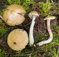 Inocybe ochroalba thumbnail 4