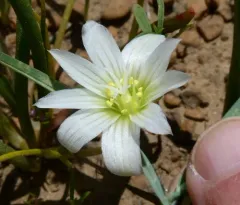 Nevada lewisia thumbnail 2