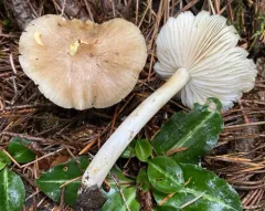 Western Platterful Mushroom thumbnail 3