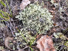 Shingled Rock-shield thumbnail 2