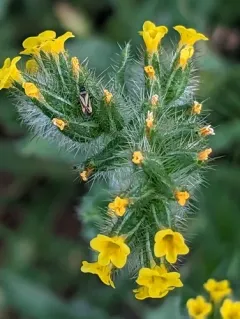 Fiddleneck Plant Bug thumbnail 3