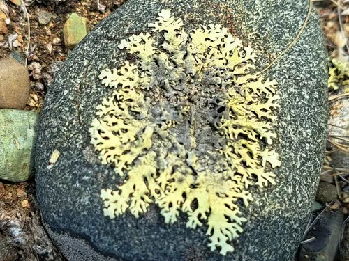 Colorado Rock-shield