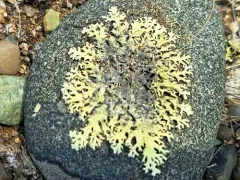 Colorado Rock-shield thumbnail 1