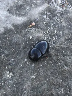 gravedigger dung beetle thumbnail 4