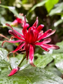 California sweetshrub thumbnail 3